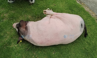 香豬多器官單細(xì)胞懸液怎么制？用單細(xì)胞懸液制備儀