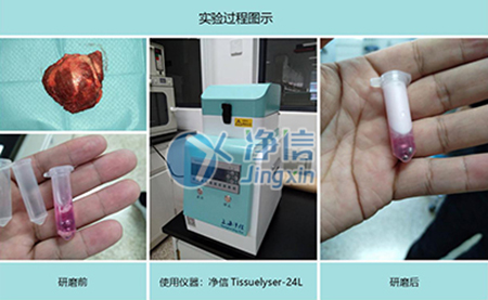 腫瘤組織研磨采用多樣品組織研磨機進行其實驗效果如何？