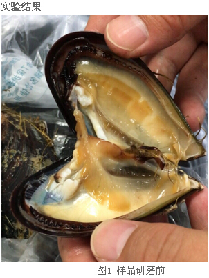 冷凍研磨儀研究告訴你-海虹體內(nèi)的營養(yǎng)價(jià)值及藥用價(jià)值有那些？