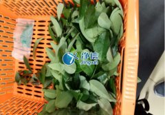 全自動樣品研磨儀研磨降香黃檀樹葉、樹枝